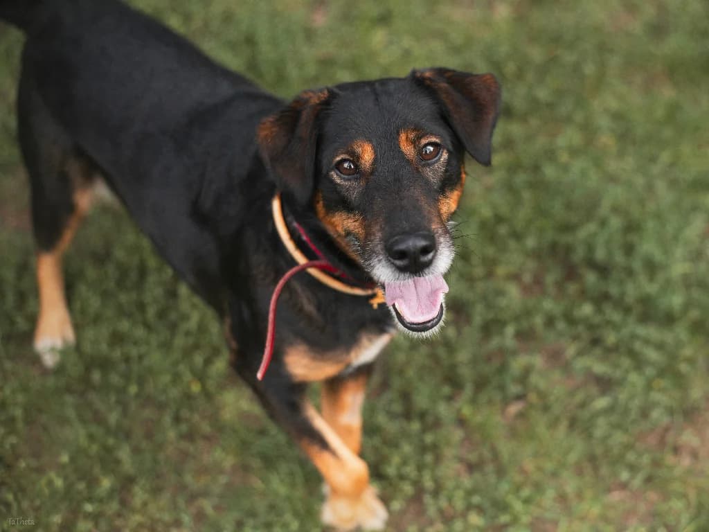 Dolce, male 5yo mixed breed for adoption at Schronisko Na Paluchu, Warsaw