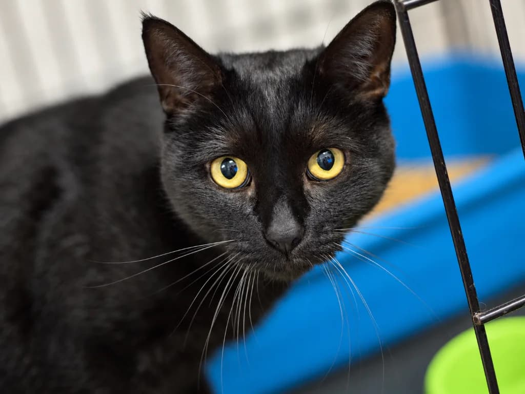 Ibara, female 4yo mixed breed for adoption at Schronisko Na Paluchu, Warsaw