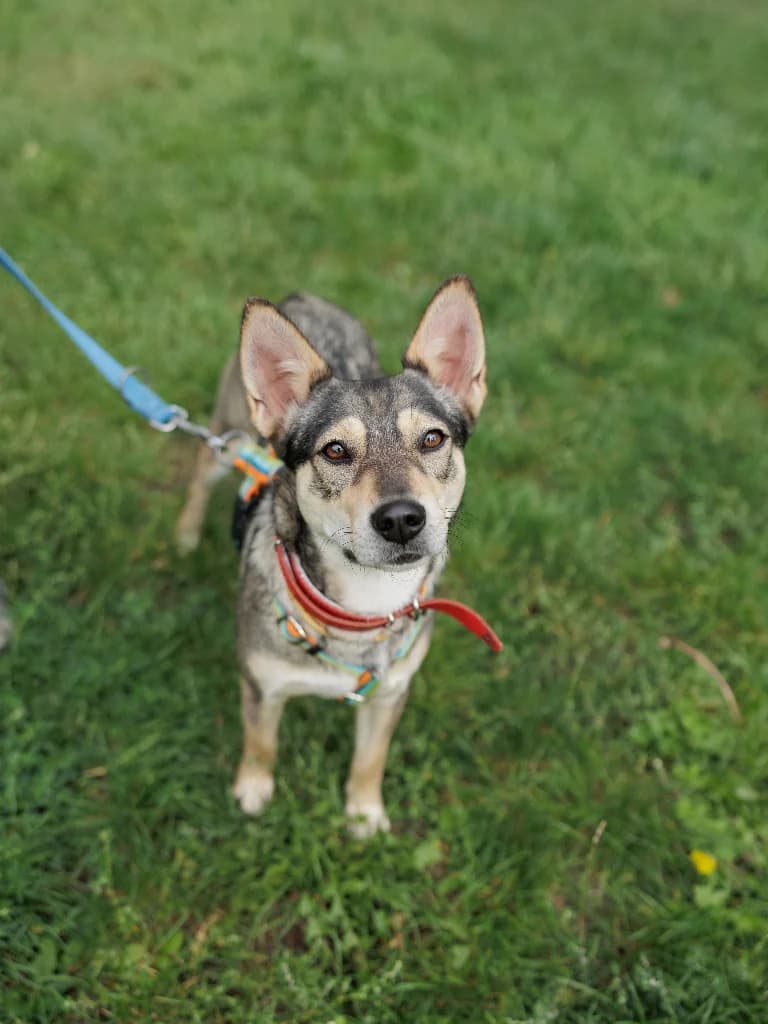 Mokka, female young mixed breed for adoption at Schronisko Na Paluchu, Warsaw