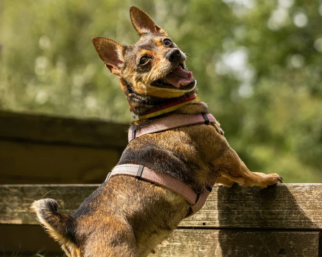 Pchełka, female 6yo mixed breed for adoption at Schronisko Na Paluchu, Warsaw