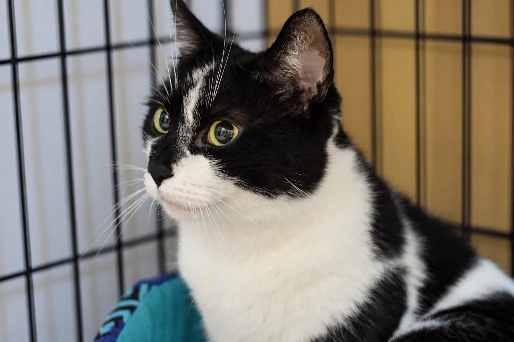 Shark, male 3yo mixed breed for adoption at Schronisko Na Paluchu, Warsaw