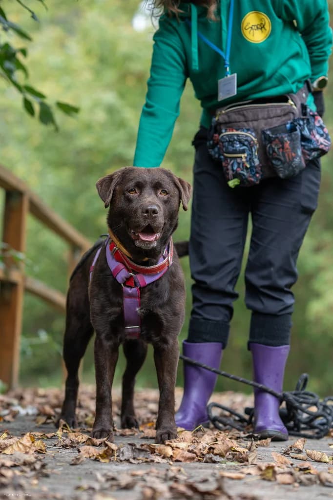 Milka, female 6yo Labrador Retriever for adoption at Schronisko Na Paluchu, Warsaw