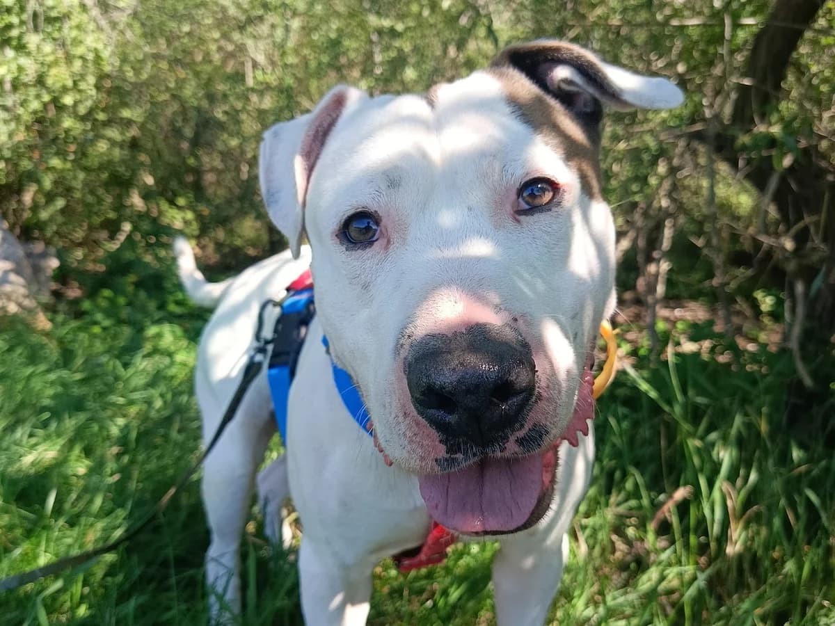 Neron, male 5yo mixed breed for adoption at Schronisko Na Paluchu, Warsaw