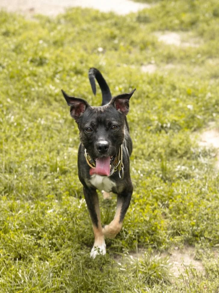 Papi, male young mixed breed for adoption at Schronisko Na Paluchu, Warsaw