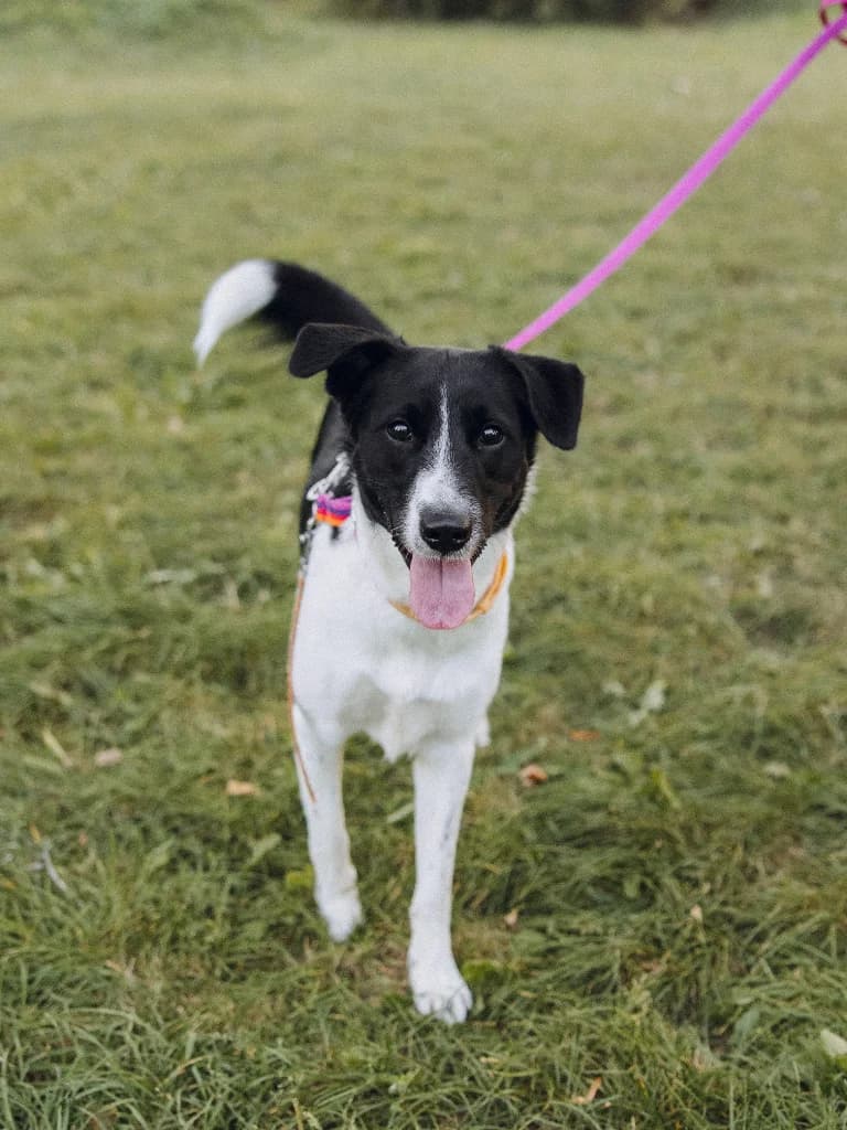 Oreo, male young mixed breed for adoption at Schronisko Na Paluchu, Warsaw