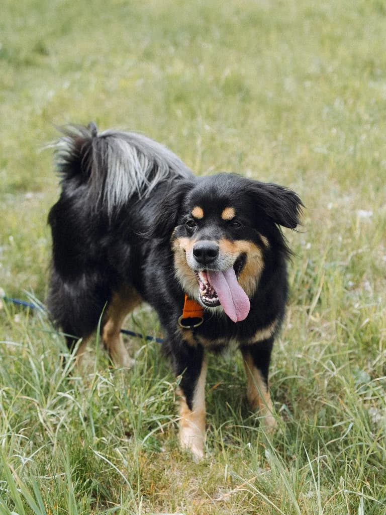 Pongo, male 4yo mixed breed for adoption at Schronisko Na Paluchu, Warsaw