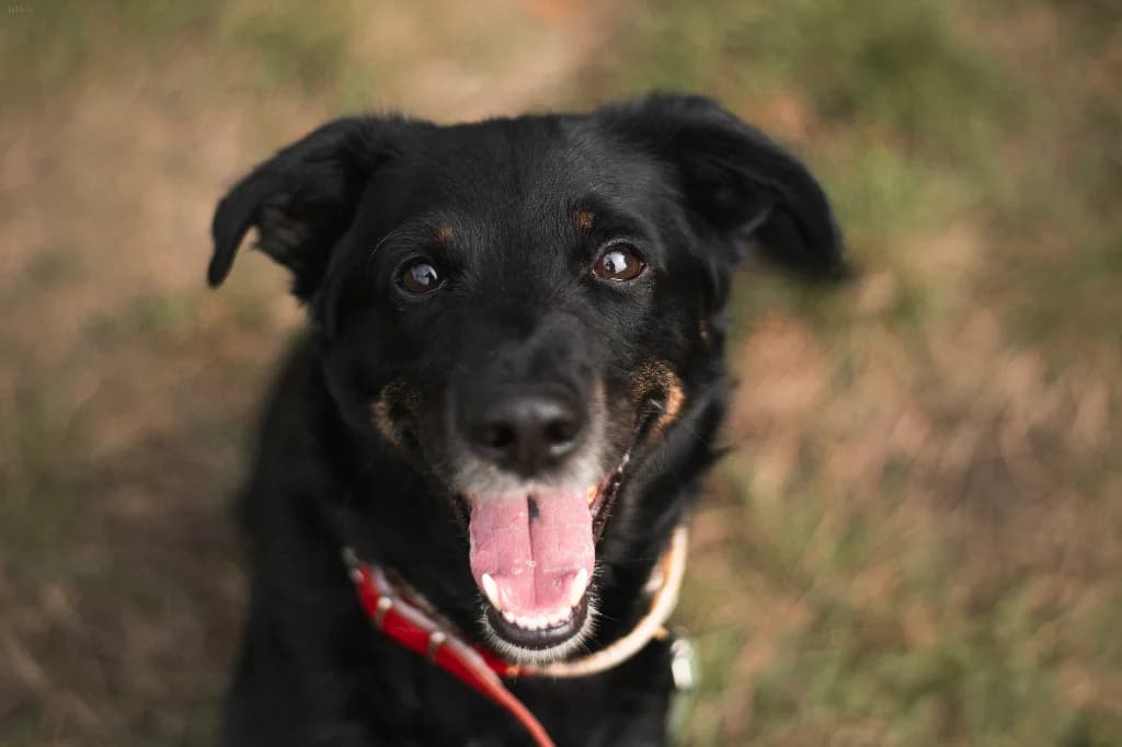 Necik, male 5yo mixed breed for adoption at Schronisko Na Paluchu, Warsaw