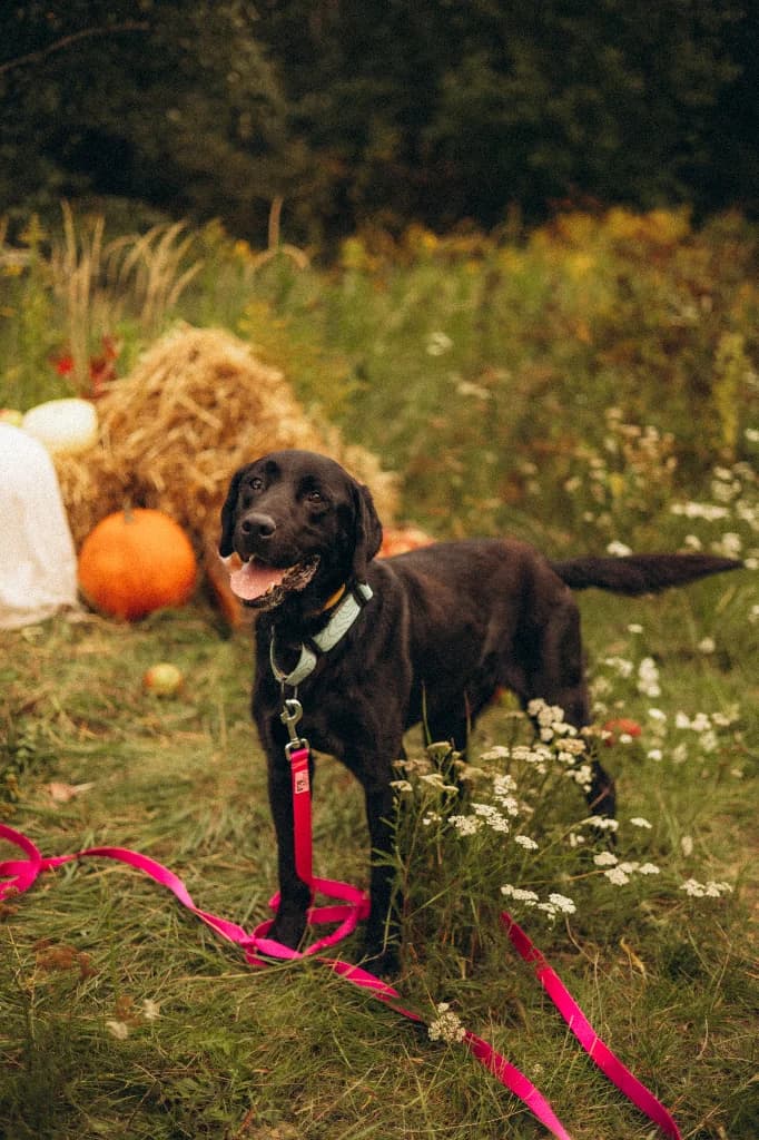 Elvis, male 7yo mixed breed for adoption at Schronisko Na Paluchu, Warsaw