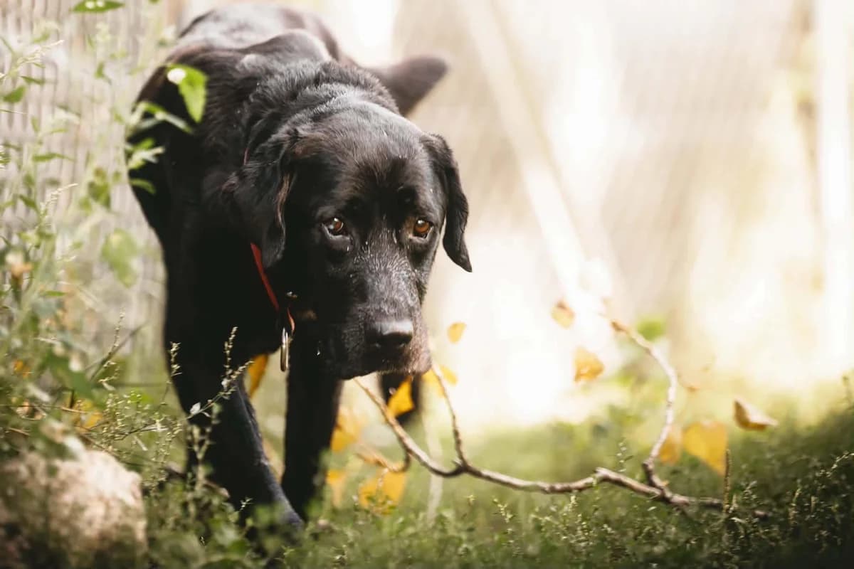 Elvis, male 7yo mixed breed for adoption at Schronisko Na Paluchu, Warsaw