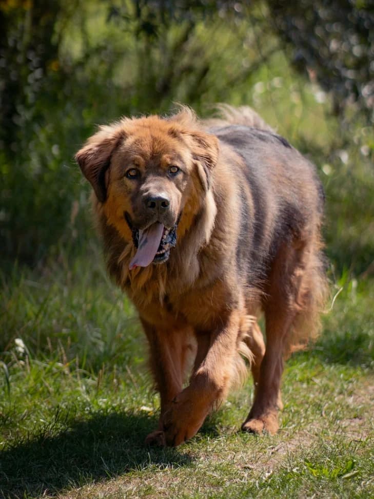 Wookiee, male 4yo mixed breed for adoption at Schronisko Na Paluchu, Warsaw