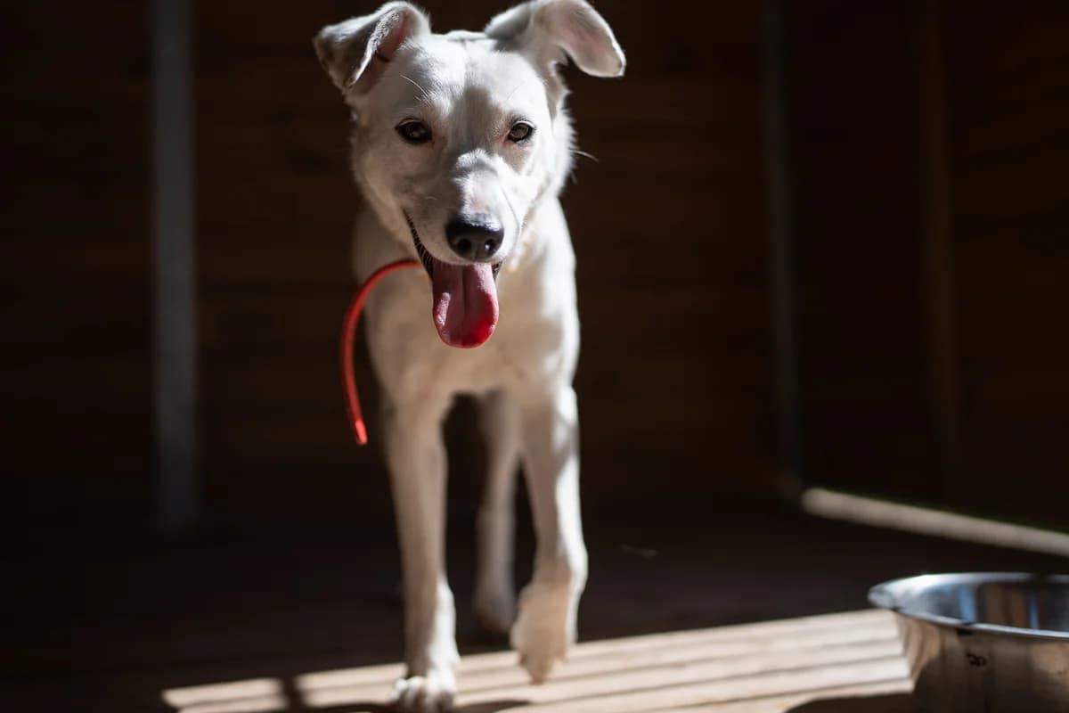 Czandra, female 3yo mixed breed for adoption at Schronisko Na Paluchu, Warsaw