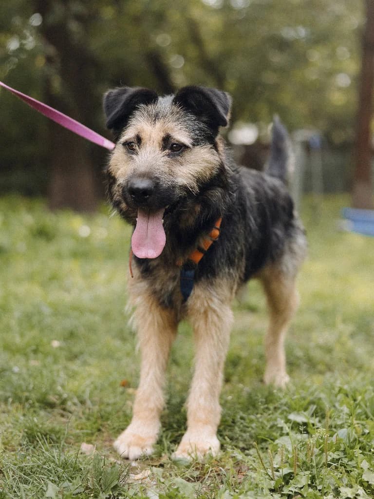 Lizak, male young mixed breed for adoption at Schronisko Na Paluchu, Warsaw