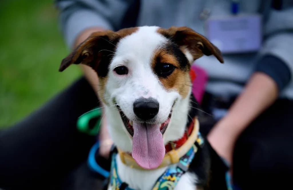 Pixel, male puppy mixed breed for adoption at Schronisko Na Paluchu, Warsaw