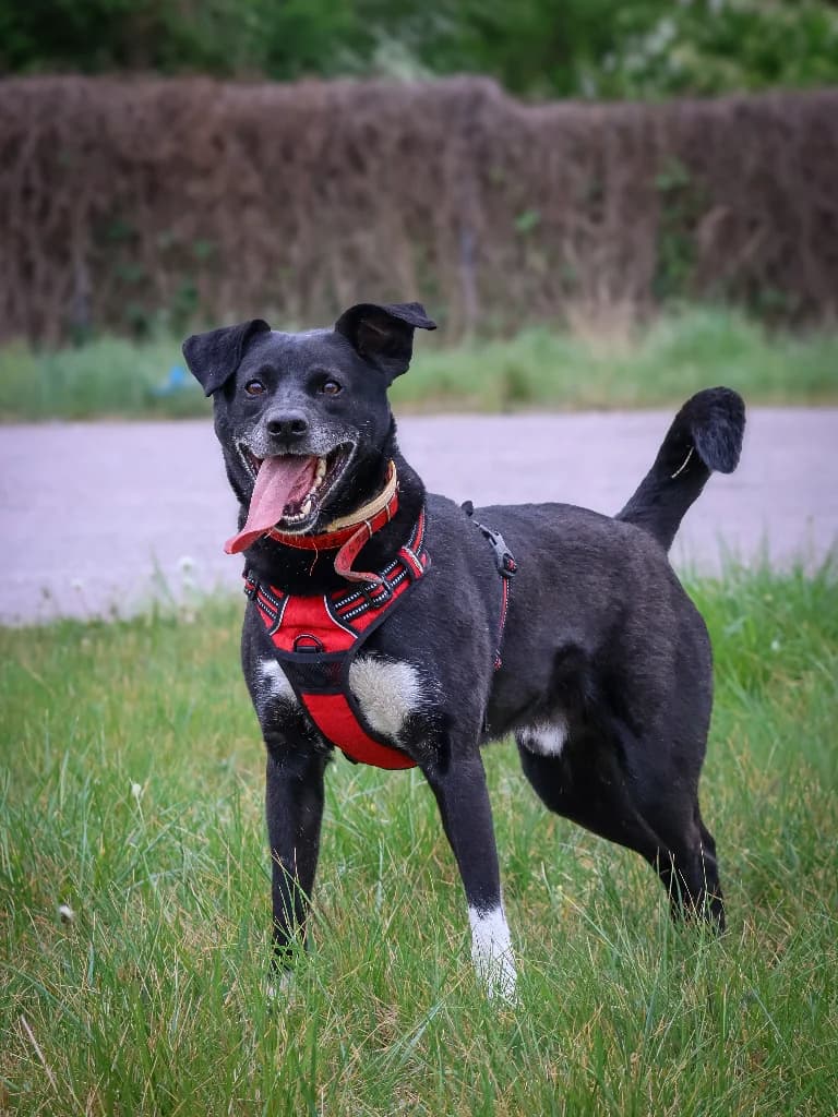 Grafit, male 5yo mixed breed for adoption at Schronisko Na Paluchu, Warsaw