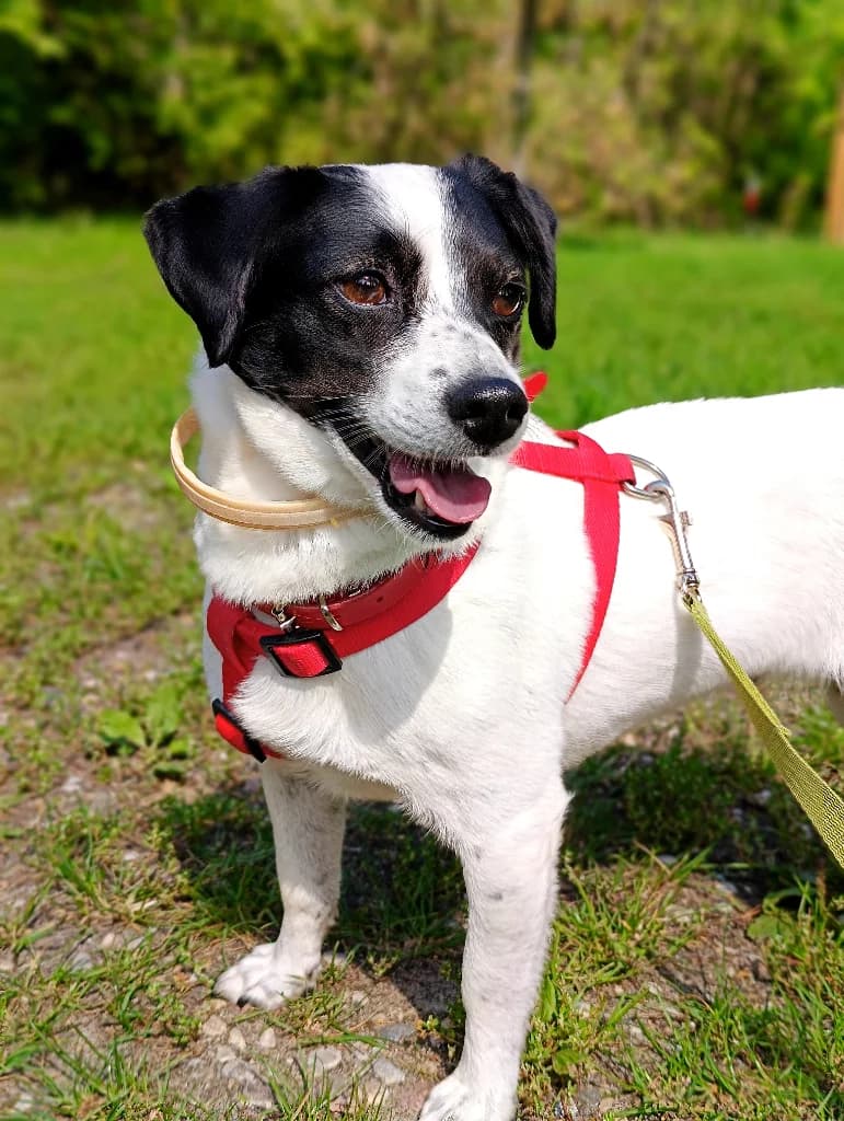 Pixie, female 4yo mixed breed for adoption at Schronisko Na Paluchu, Warsaw