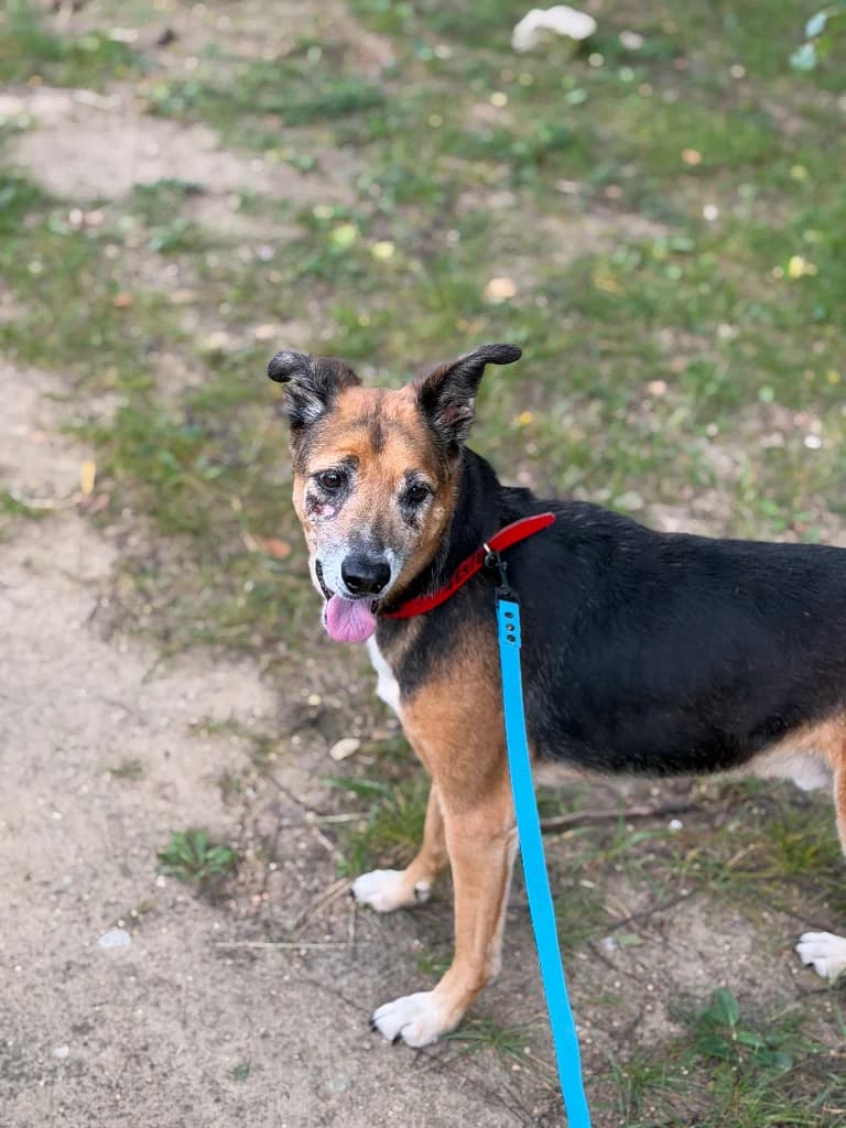 Harry, male 7yo mixed breed for adoption at Schronisko Na Paluchu, Warsaw
