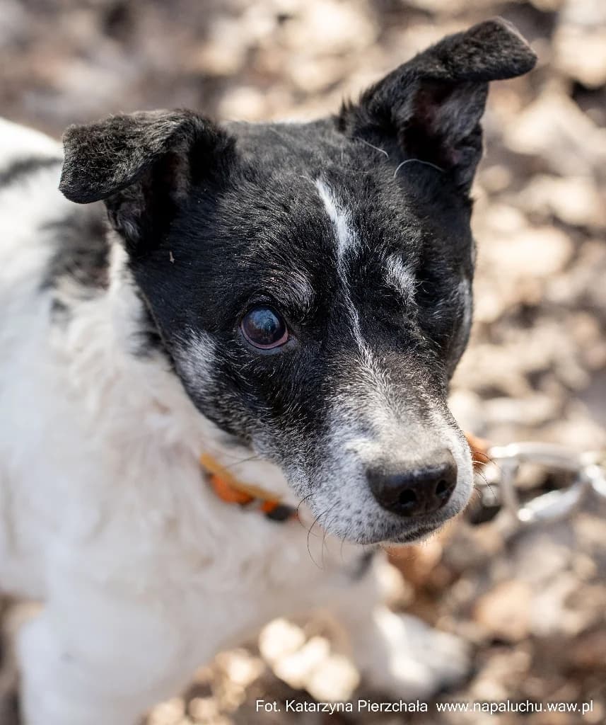 Bilbo, male senior mixed breed for adoption at Schronisko Na Paluchu, Warsaw