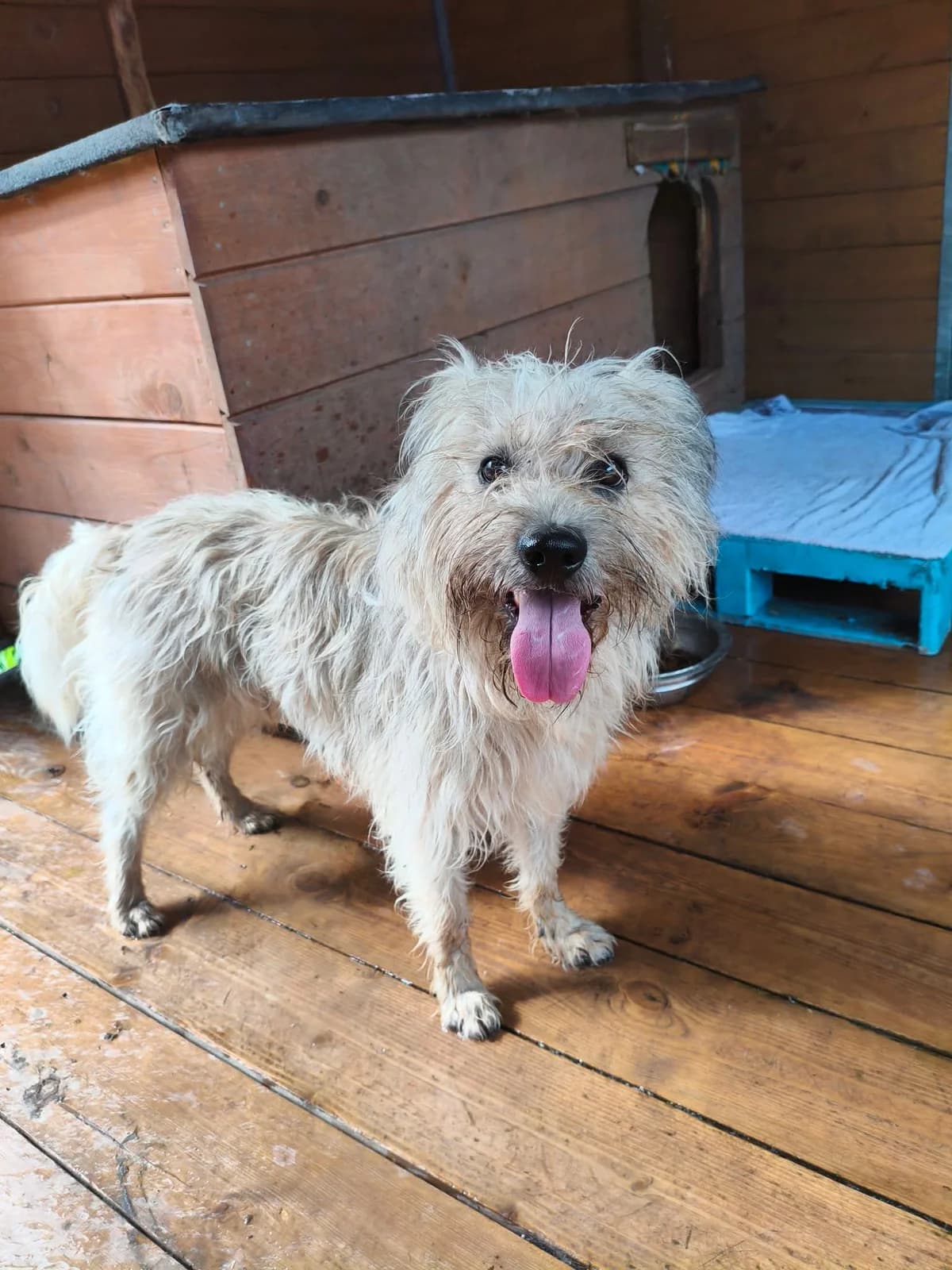 Albi, male 3yo mixed breed for adoption at Schronisko Na Paluchu, Warsaw