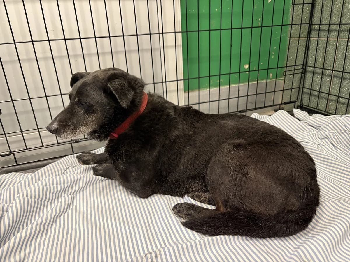 Tulipan, male senior mixed breed for adoption at Schronisko Na Paluchu, Warsaw