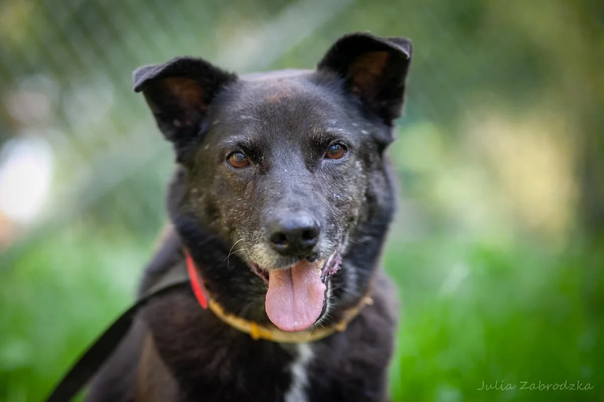 Fargo, male senior mixed breed for adoption at Schronisko Na Paluchu, Warsaw