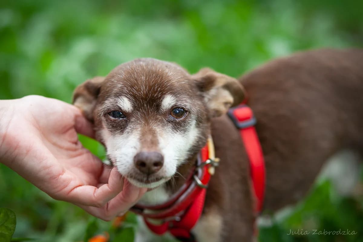 Bambi, male senior mixed breed for adoption at Schronisko Na Paluchu, Warsaw