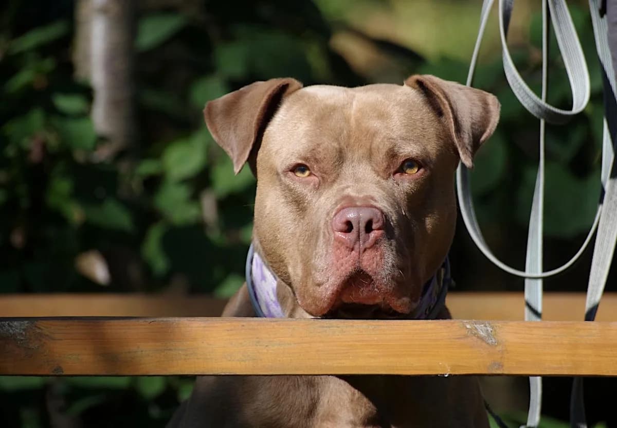 Mike vel. Pępuszek, male senior American Bully for adoption at Schronisko Na Paluchu, Warsaw