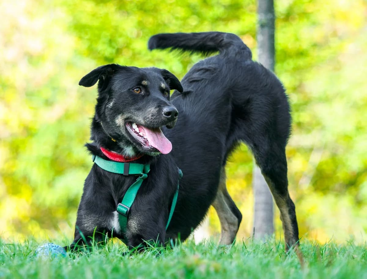 Roki, male young mixed breed for adoption at Schronisko Na Paluchu, Warsaw