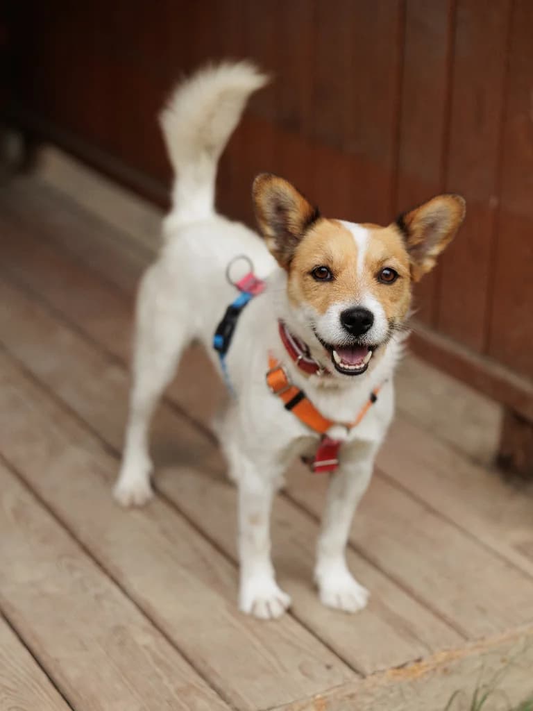 Lindo, male young mixed breed for adoption at Schronisko Na Paluchu, Warsaw