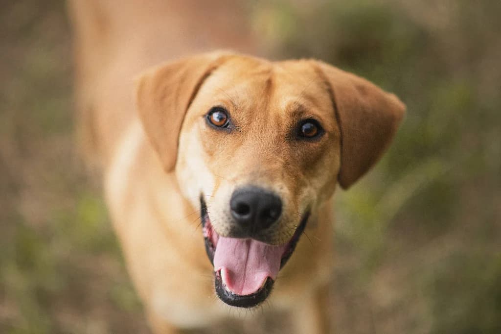Kodi, male young mixed breed for adoption at Schronisko Na Paluchu, Warsaw