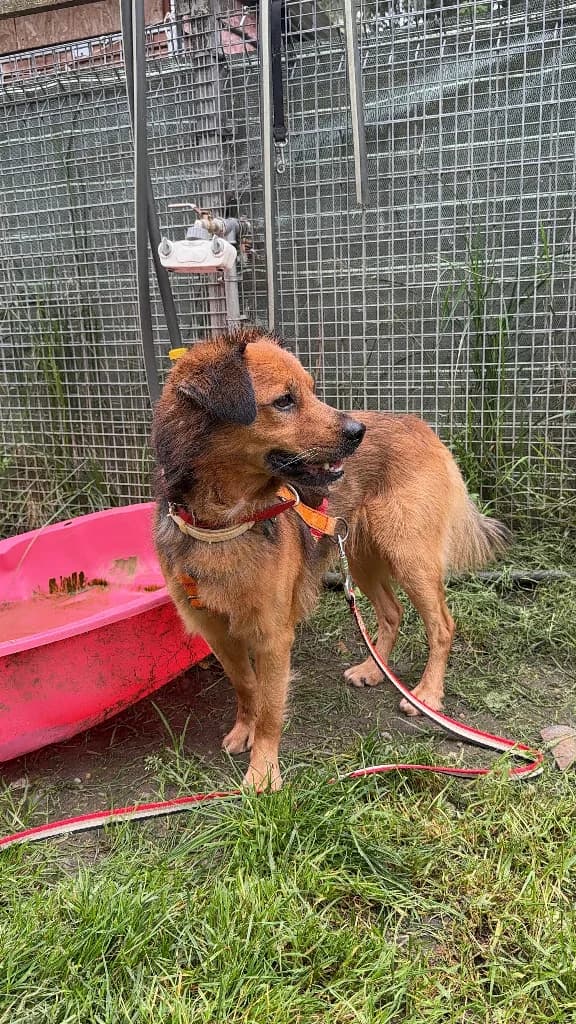 Rudi, male 3yo mixed breed for adoption at Schronisko Na Paluchu, Warsaw