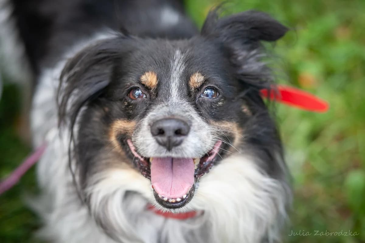 Tekila, female senior mixed breed for adoption at Schronisko Na Paluchu, Warsaw