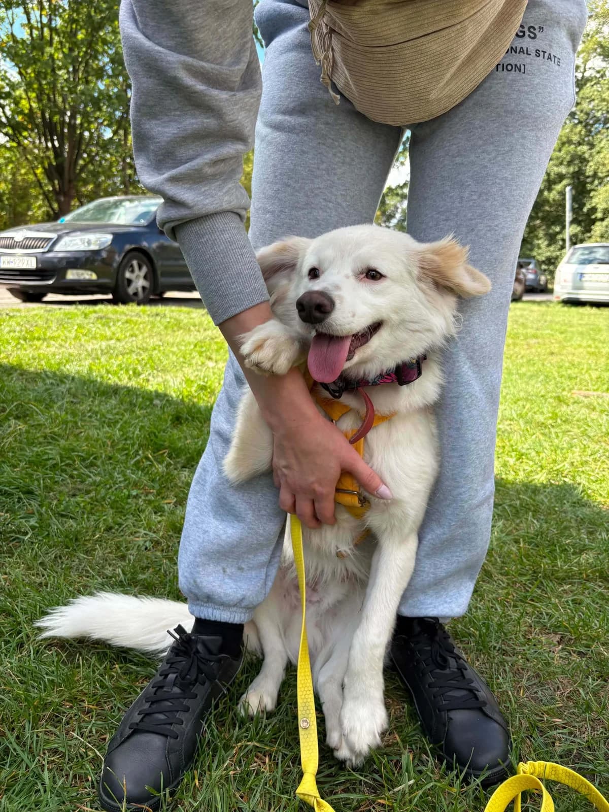 Leo, male young mixed breed for adoption at Schronisko Na Paluchu, Warsaw
