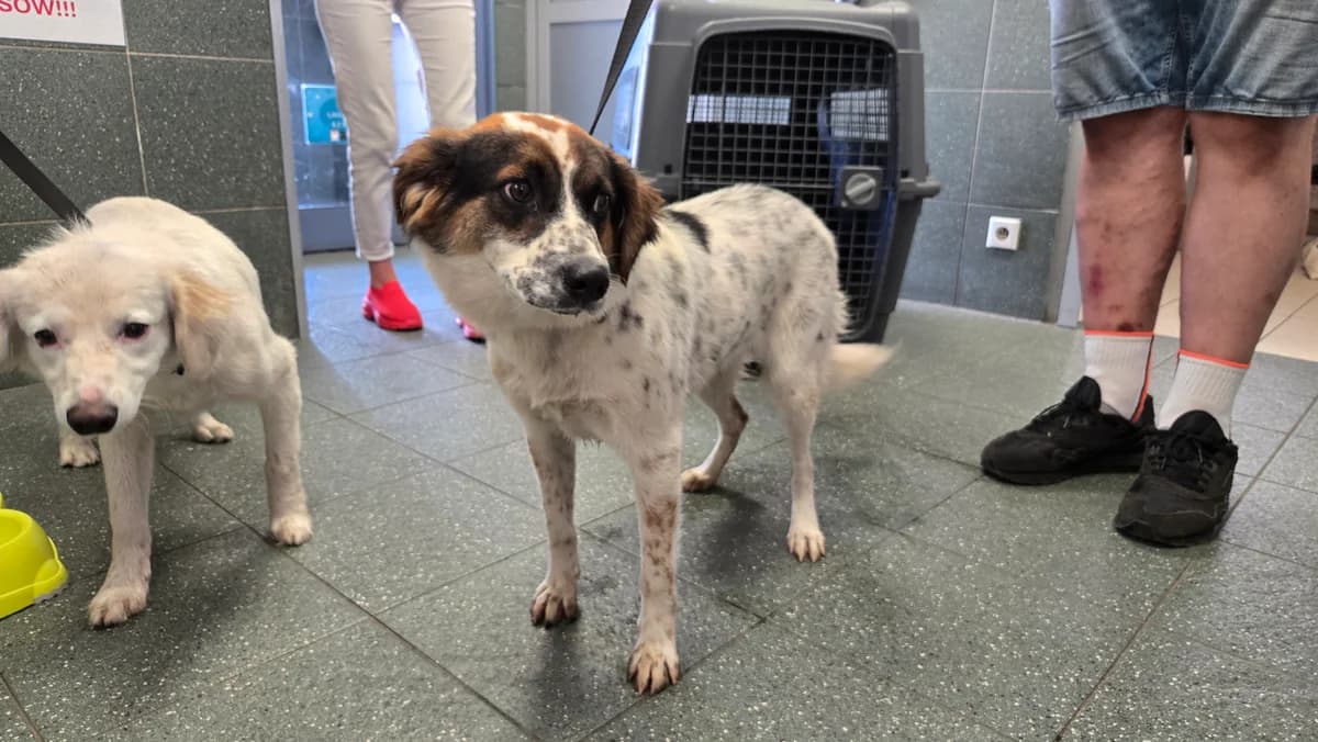Theo, male young mixed breed for adoption at Schronisko Na Paluchu, Warsaw