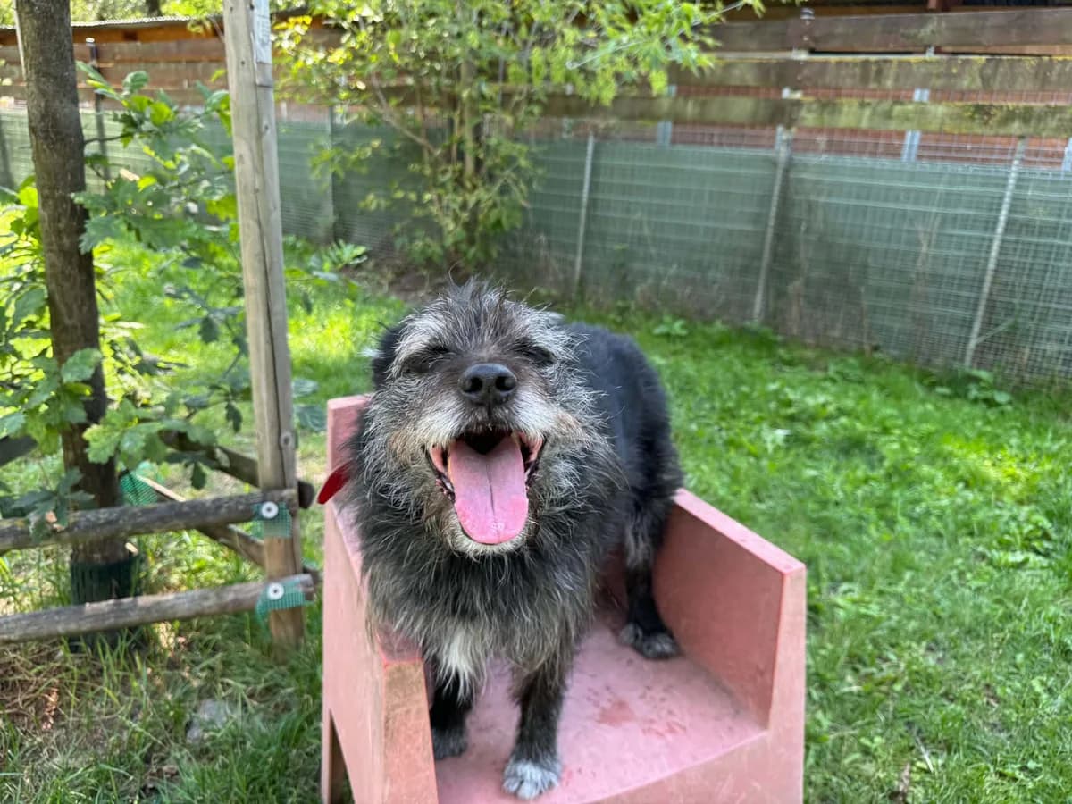 Maciuś, male senior mixed breed for adoption at Schronisko Na Paluchu, Warsaw