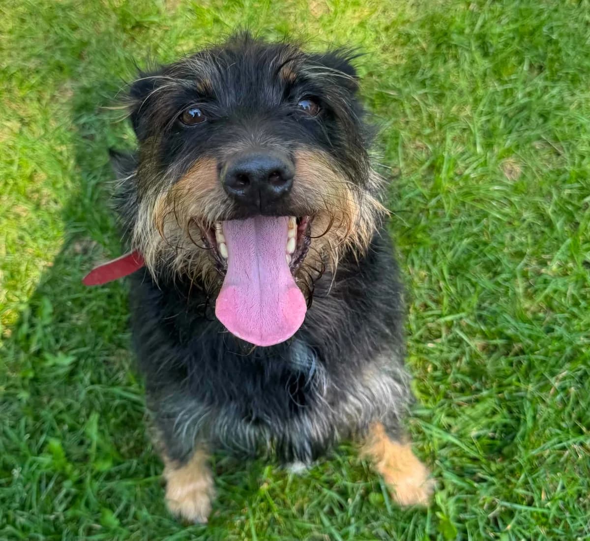 Pinio, male 6yo mixed breed for adoption at Schronisko Na Paluchu, Warsaw