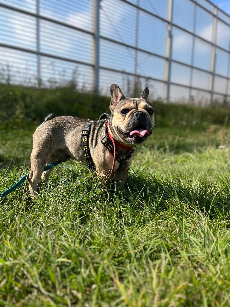 Kalafior, male 5yo mixed breed for adoption at Schronisko Na Paluchu, Warsaw
