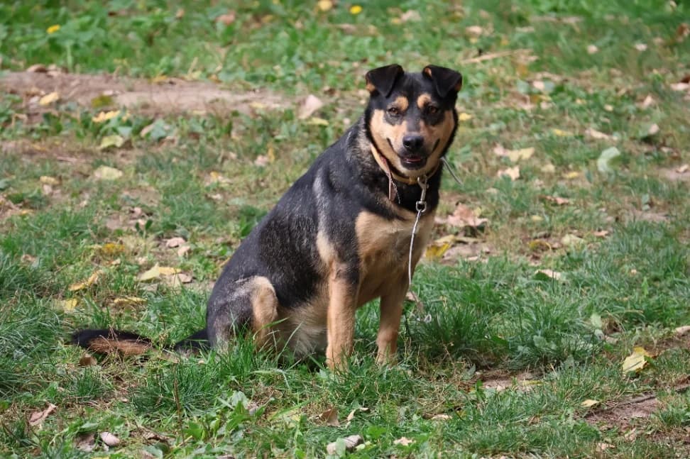 Frappe, female senior mixed breed for adoption at Schronisko Na Paluchu, Warsaw