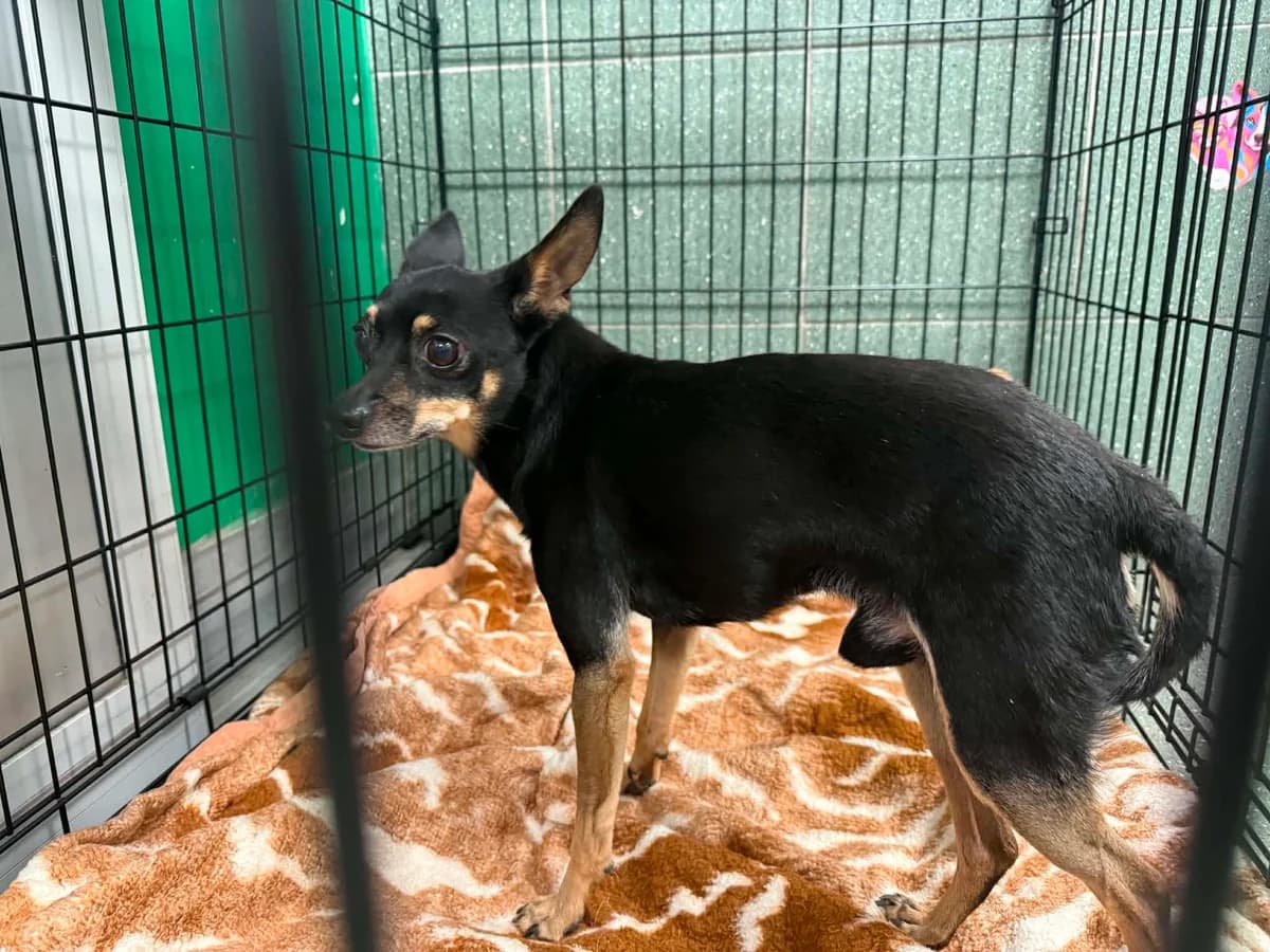Staś, male 6yo mixed breed for adoption at Schronisko Na Paluchu, Warsaw