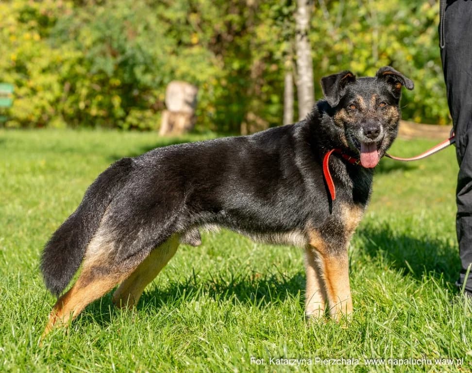 Zenek, male senior mixed breed for adoption at Schronisko Na Paluchu, Warsaw