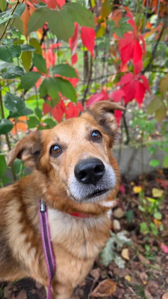 Pumpkin, male senior mixed breed for adoption at Schronisko Na Paluchu, Warsaw