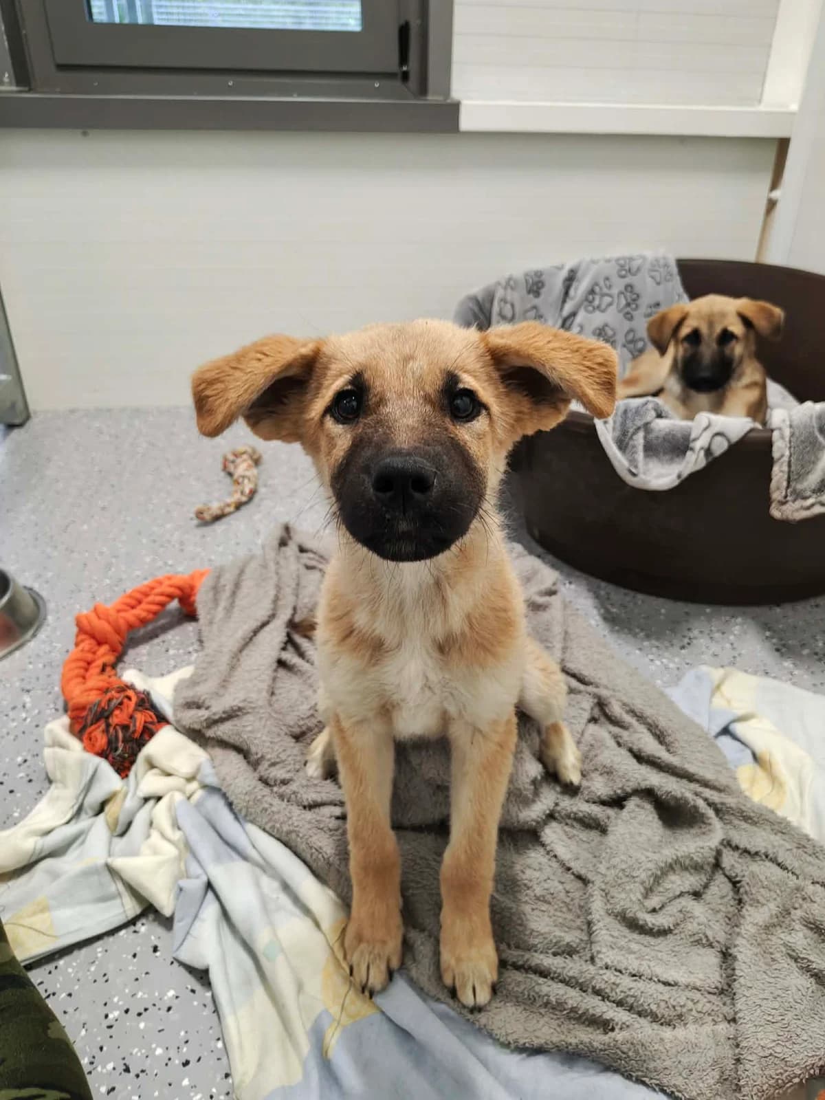 Poti, female puppy mixed breed for adoption at Schronisko Na Paluchu, Warsaw