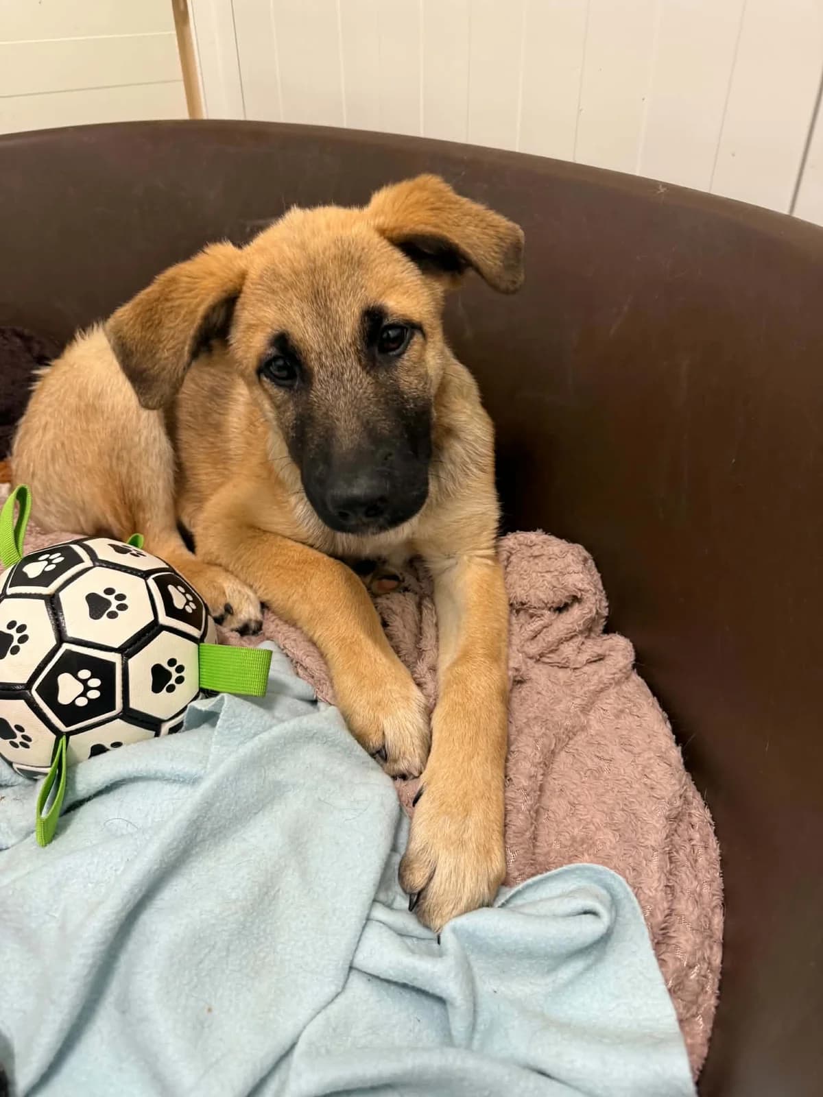 Gori, female puppy mixed breed for adoption at Schronisko Na Paluchu, Warsaw