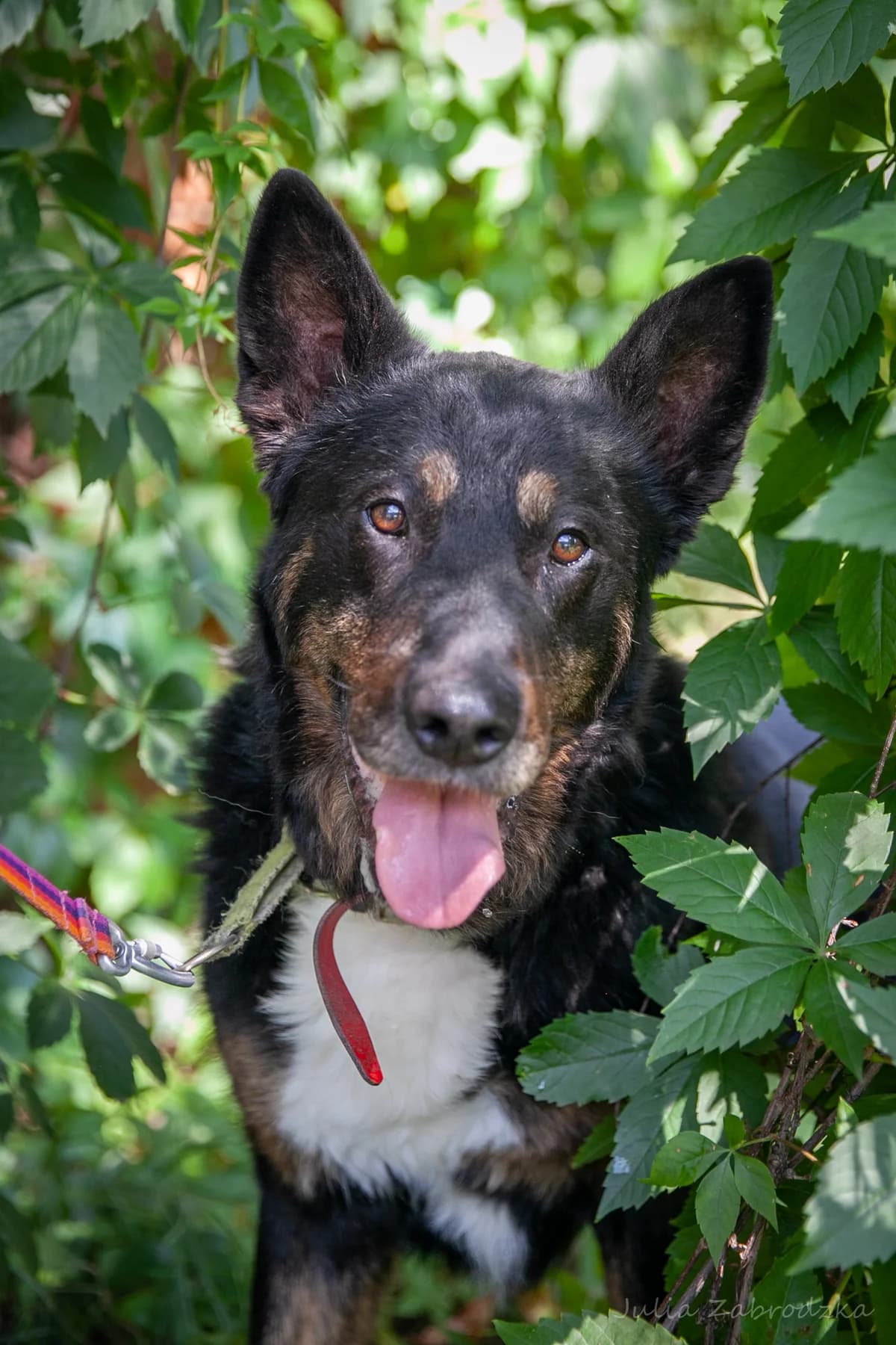 MirmiΕ, male senior mixed breed for adoption at Schronisko Na Paluchu, Warsaw