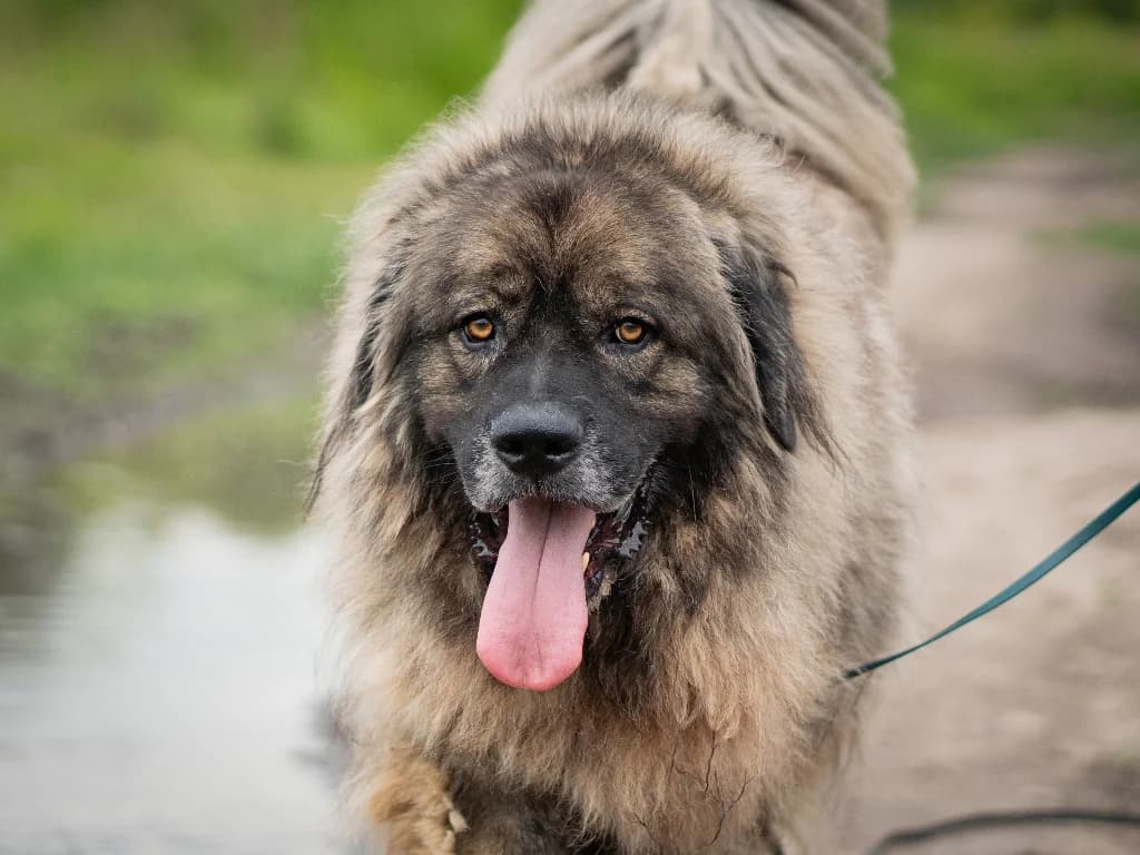 Bailey, male 6yo mixed breed for adoption at Schronisko Na Paluchu, Warsaw