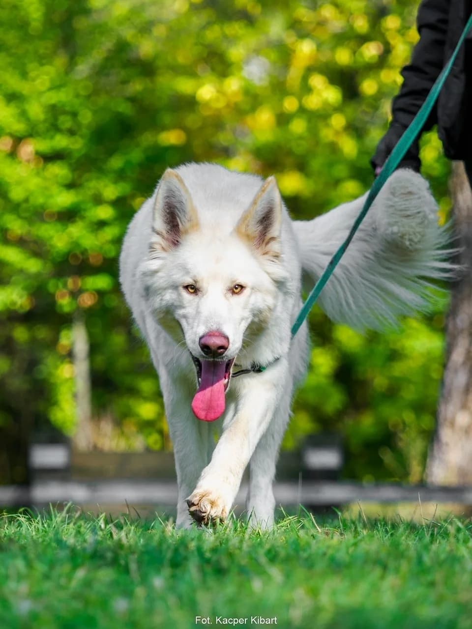 Albi, male young mixed breed for adoption at Schronisko Na Paluchu, Warsaw