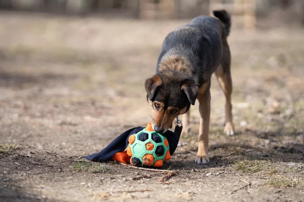 Karamba, female 4yo mixed breed for adoption at Schronisko Na Paluchu, Warsaw
