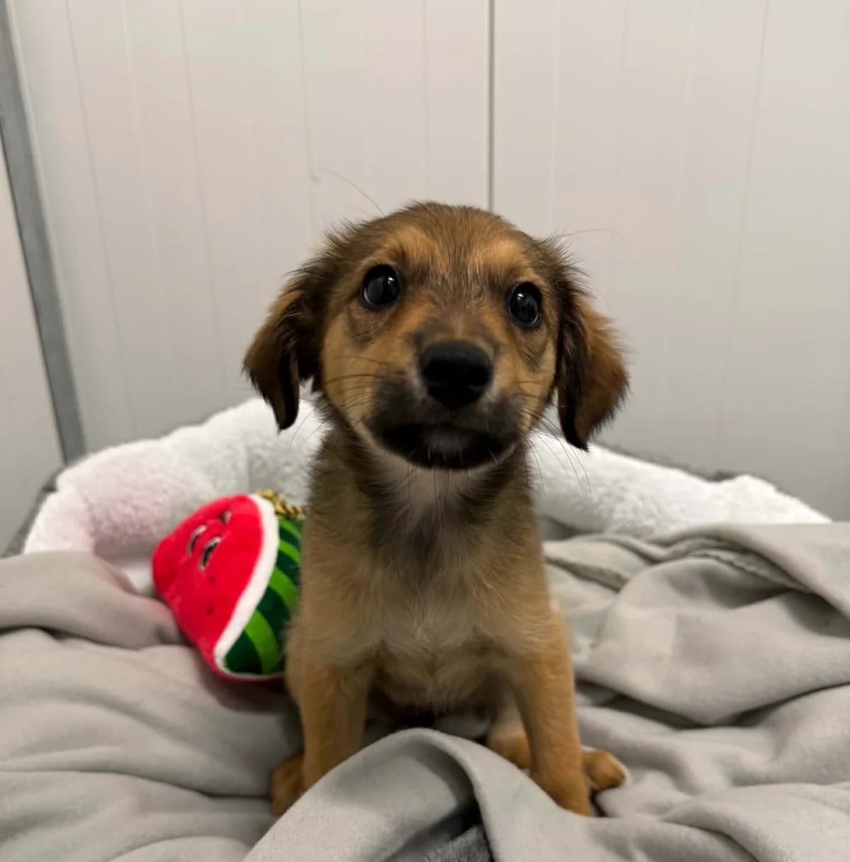 Dolly, female puppy mixed breed for adoption at Schronisko Na Paluchu, Warsaw