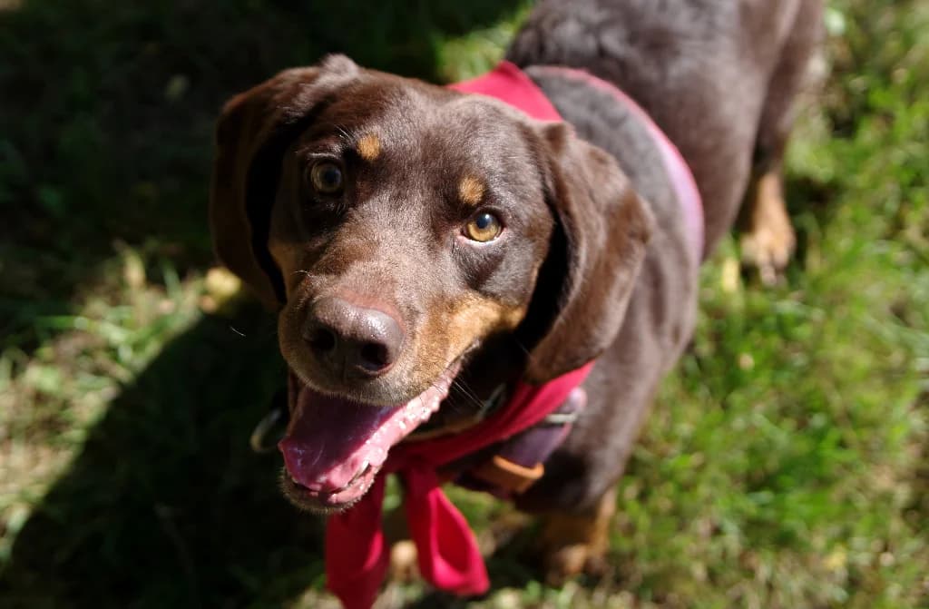 Rubens, male senior mixed breed for adoption at Schronisko Na Paluchu, Warsaw