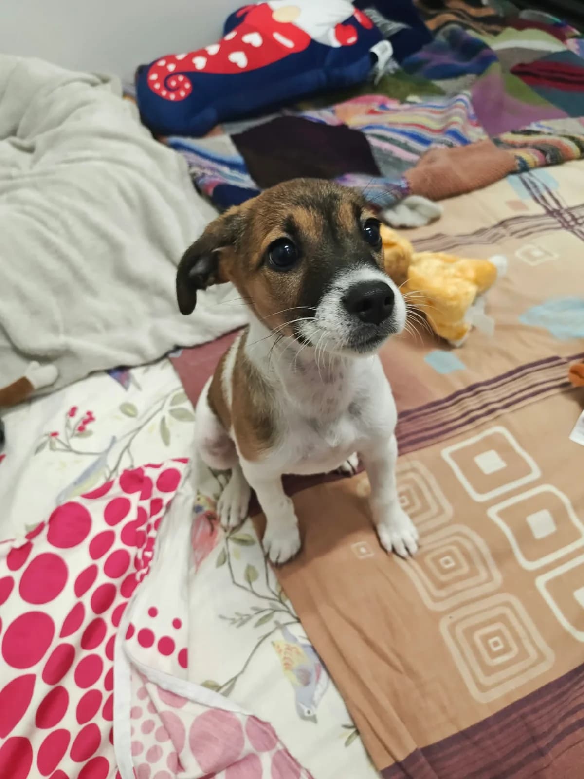 Nadzieja, female puppy mixed breed for adoption at Schronisko Na Paluchu, Warsaw