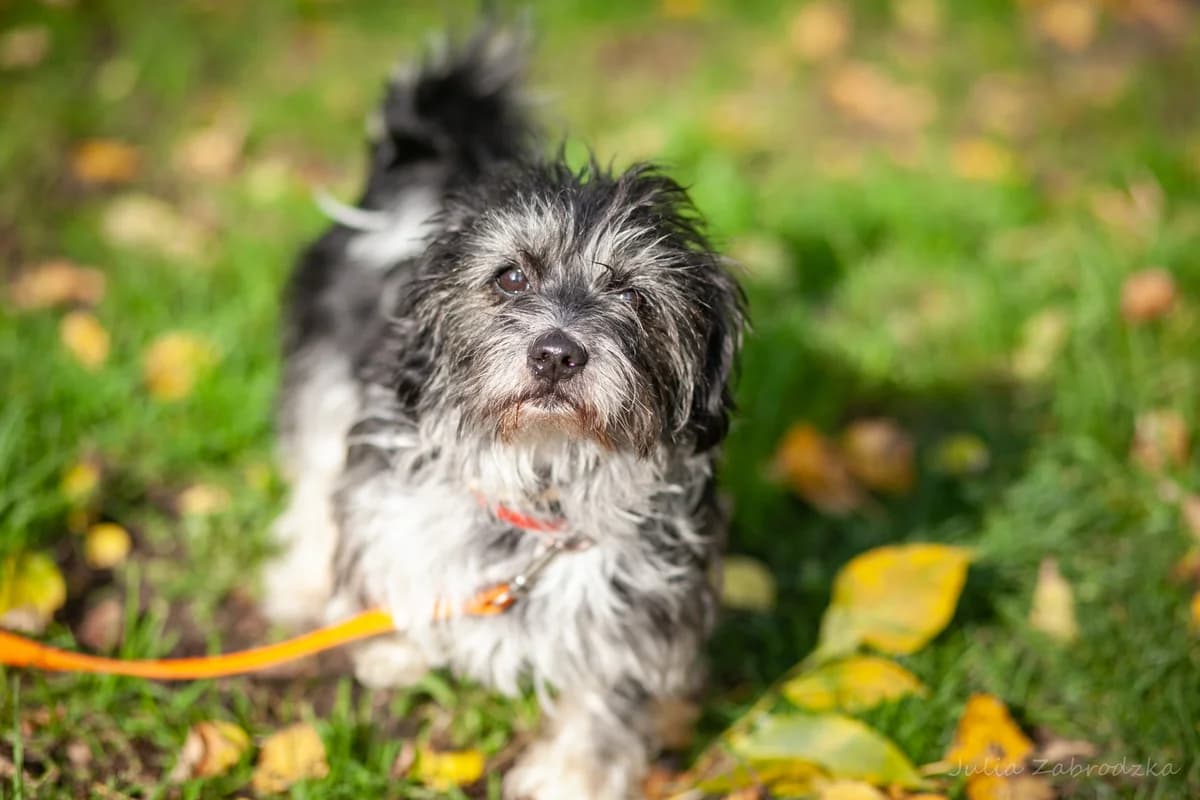 PiotruΕ Pan, male 7yo mixed breed for adoption at Schronisko Na Paluchu, Warsaw